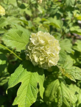 Gefüllter Schneeball"Roseum"(Viburnum opulus Roseum)Container 30-50